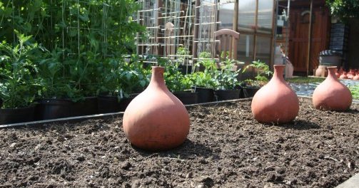 Hoe Olla Irrigation te gebruiken om efficiënt water te geven?